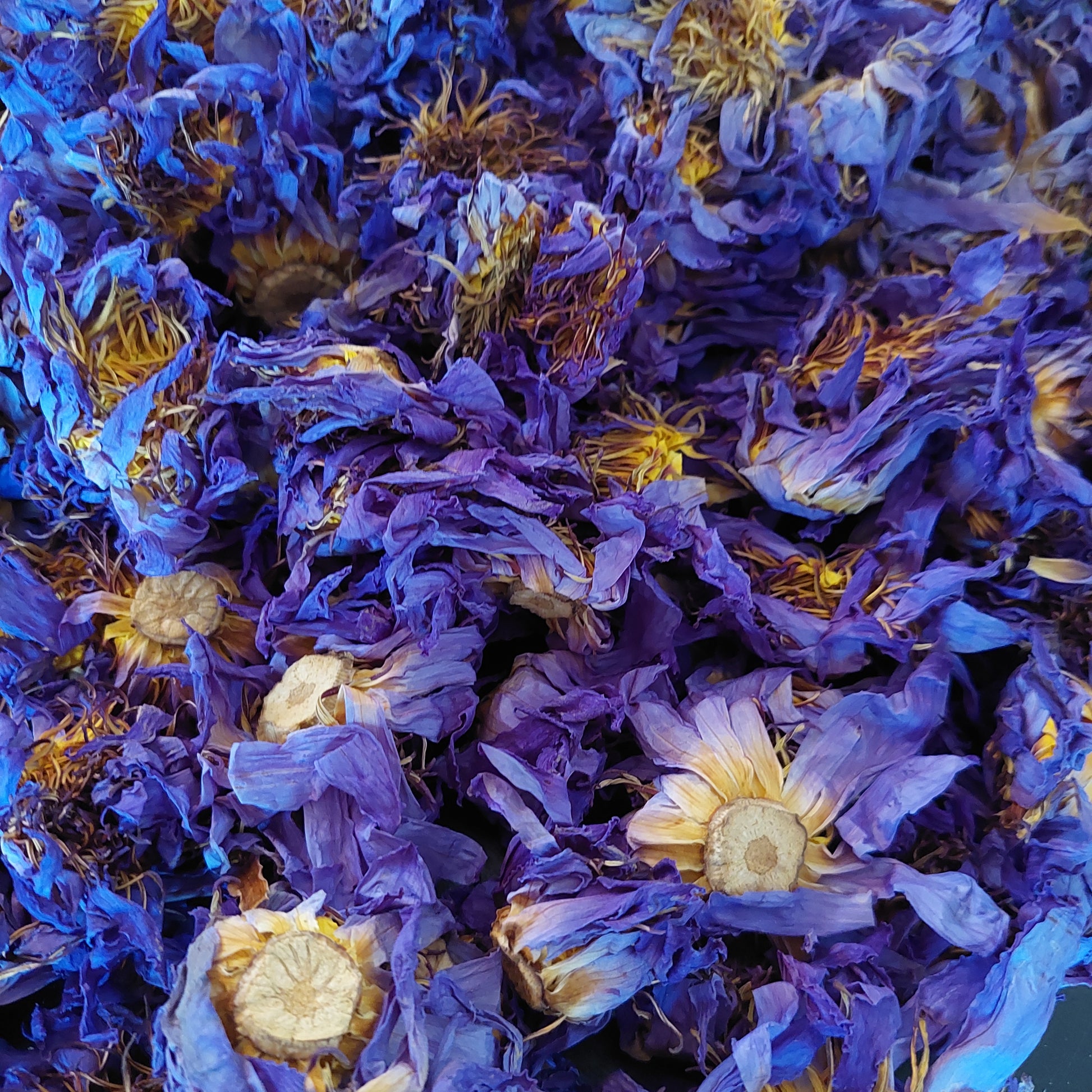Blauer Lotus - ganze Blüten - 10g