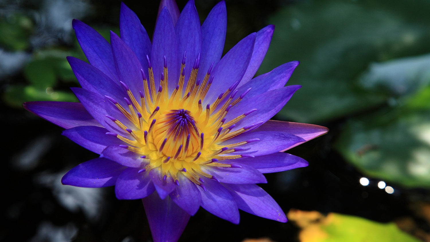 Blauer Lotus - Wirkung – Canasups